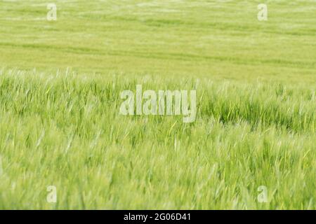 Üppig lebhaft grün Frühlingsgerste wächst in einem abfallenden Feld in der Morgensonne. Für Ernährungssicherheit, Lebensmittelversorgungskette, reichliche, reichliche Lebensmittel. Stockfoto