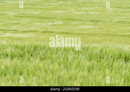 Üppig lebhaft grün Frühlingsgerste wächst in einem abfallenden Feld in der Morgensonne. Für Ernährungssicherheit, Lebensmittelversorgungskette, reichliche, reichliche Lebensmittel. Stockfoto