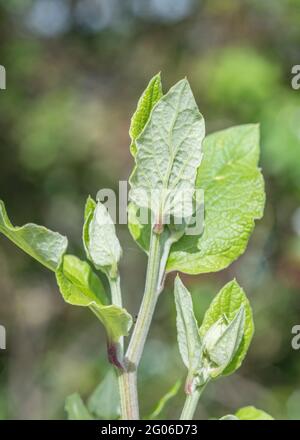 Junge Blatttriebe von Greater Burdock / Arctium lappa, die oben am Blütenstamm wachsen. Obwohl einmal in der Kräutermedizin verwendet, sind einige Teile essbar. Stockfoto