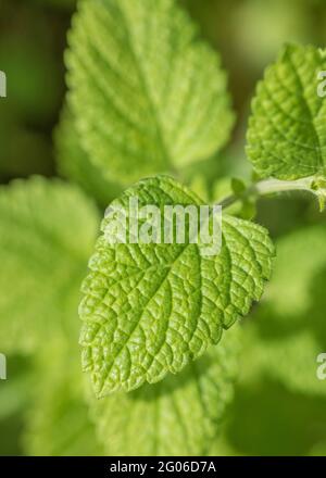 Youn Blätter von Lemon Balm / Melissa officinalis in der Sommersonne. Pflanze, die medizinisch in pflanzlichen Heilmitteln und auch als Küchenbestandteil verwendet wird. Stockfoto