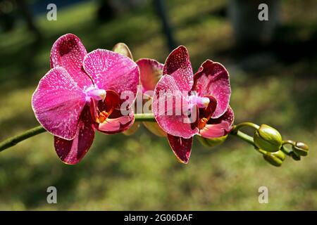 Rosa Orchideen im Garten, Phalenopsis Stockfoto
