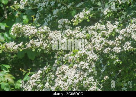 Massierte weiße Blütenblüte des Weißdornbaums / Crataegus monogyna im Sonnenlicht. Für Hecken in Blüten UK, Frühlingsblüte, Heilpflanzen Konzept. Stockfoto
