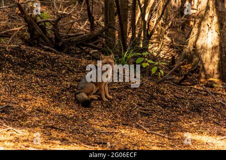 Schöner Fuchs im Arrayanes Nationalpark, Argentinien Stockfoto