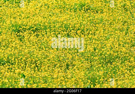 Ein Feld von leuchtend gelben Wiesenschmetterlingen (Ranunculus acris) Stockfoto