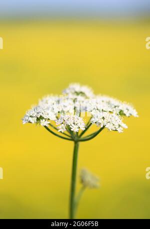 Ein Blütenkopf aus KuhPetersilie (Anthriscus sylvestris), fotografiert gegen ein unfokussiertes Feld von leuchtend gelben Butterblumen. Stockfoto