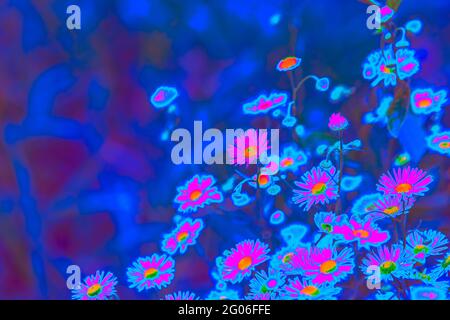 Leuchtend rosa holografische neonfarbene Sommerblumen Stockfoto