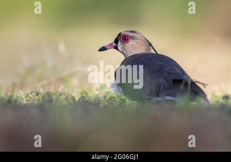 Der südliche Kiebitz (Vanellus chilensis) ist ein Watvögel der Ordnung Charadriiformes. Es ist ein häufiger und weit verbreiteter Wohnsitz in ganz Südamerika, Stockfoto