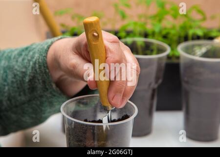 Nahaufnahme einer weiblichen Hand mit einem kleinen Spatel vermischt die Erde in einem Topf. Das Konzept der Landwirtschaft, Landwirtschaft, Gemüseanbau. Junge grüne Setzlinge von Gemüsepflanzen. Stockfoto