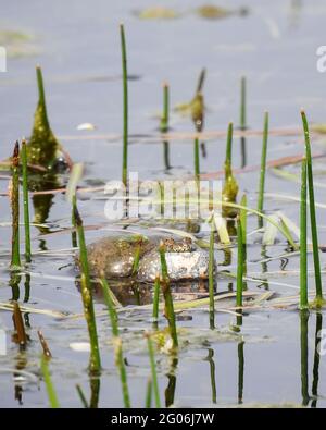 Im Naturschutzgebiet molle falad in schweden befindet sich die vom Aussterben bedrohte Feuerbauchkröte. Stockfoto