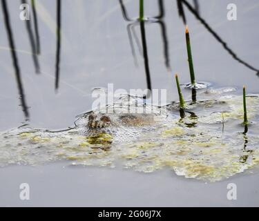 Im Naturschutzgebiet molle falad in schweden befindet sich die vom Aussterben bedrohte Feuerbauchkröte. Stockfoto