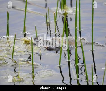 Im Naturschutzgebiet molle falad in schweden befindet sich die vom Aussterben bedrohte Feuerbauchkröte. Stockfoto