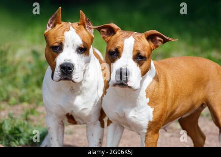 Zwei Pitbull Terrier in der Natur im Sommer. Hochwertige Fotos Stockfoto