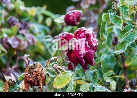 Nahaufnahme einer verwelkenden roten Rose mit Tautropfen Stockfoto
