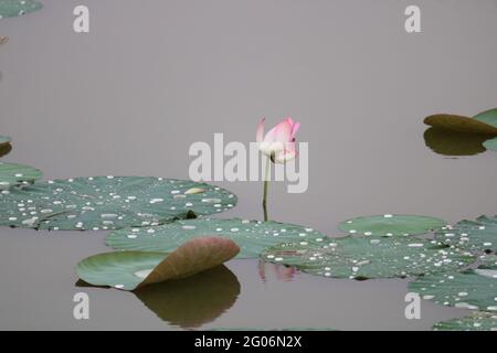 Die wunderschönen Lotusblumen-Teiche Stockfoto