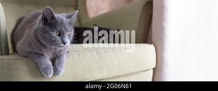 Banner. Nahaufnahme eines grauen Kurzhaarkatzen auf einem grünen Sessel. Zwei Katzen zu Hause. Tierfutter, Katzenblog. Stockfoto