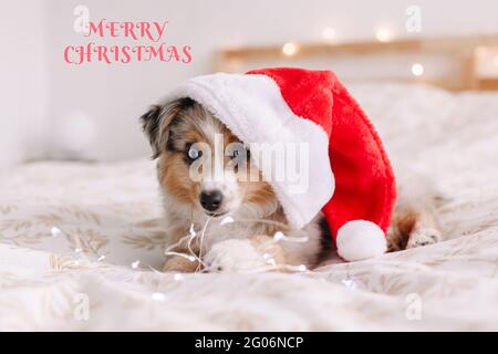 Frohe Weihnachten. Weihnachtskarte mit Grußtext. Niedliches kleines Hundetier in Weihnachtsmütze, das zu Hause auf dem Bett liegt. Weihnachtsfeier zum Neujahrsfest. Adorab Stockfoto