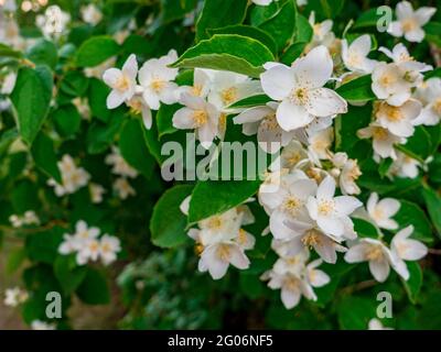 Blühende Blumen auf dem Busch von Spiraea × Vanhouttei Stockfoto