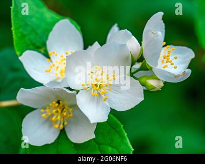 Nahaufnahme der Blumen der Spiraea × Vanhouttei Stockfoto