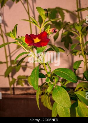 Rot-gelbe Petunia-Blume, die aus einem Balkontopf wächst Stockfoto