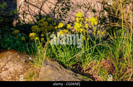 Aurinia saxatilis - (bekannt als: Korb aus Gold, goldsanft Alyssum, goldener alisum, goldener alison, Goldstaub, goldtuft-Alyssum, Felsmadwort) auf dem Stockfoto