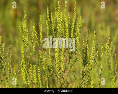 Blühende Pflanze des gemeinen Ragweed, Ambrosia artemisiifolia Stockfoto
