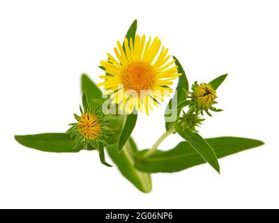 Gelbe Blume von Wiesenfleaban oder britischem yellowhead, Inula britannica Stockfoto