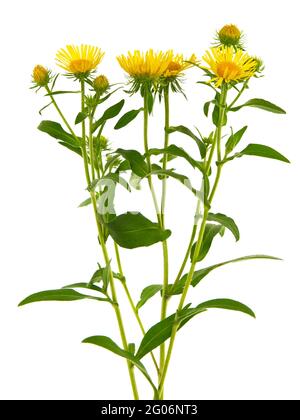 Gelbe Blume von Wiesenfleaban oder britischem yellowhead, Inula britannica Stockfoto