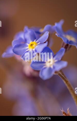 Vergiss mich nicht (Myosotis scorpioides) blühendes, natürliches Pflanzenportrait Stockfoto