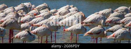 Nahaufnahme einer Gruppe von Großflamingos (Phoenicopterus roseus) in der Camargue, Bouches du Rhone, Südfrankreich Stockfoto