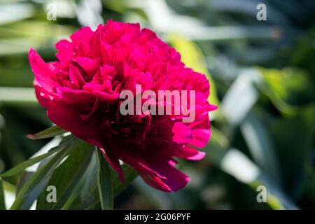Leuchtend rote Pfingstrose, die in einem Garten in der Frühlingssonne blüht Stockfoto