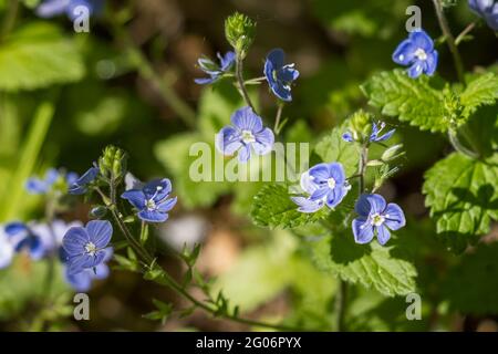 Germander Speedwell (Veronica chamaedrys) wächst im Frühling in Sussex Stockfoto