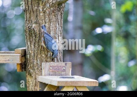 Nuthatch auf der Nahrungssuche nach Samen von einem Zwergvogeltisch Stockfoto