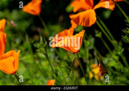 Eine Nahaufnahme von kalifornischen Mohnblumen in der Sonne Stockfoto