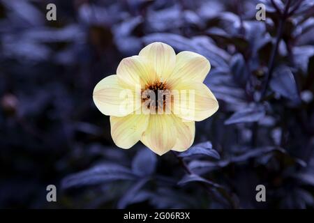 Gelbe Dahlia-Blume mit dunklem Laub Stockfoto