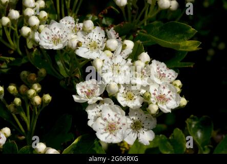 Der Weißdorn blüht im späten Frühjahr, was ihm den gemeinsamen Namen Mayflower gibt. Bäume, die im offenen Sonnenschein wachsen, haben reichlich blühende Pflanzen. Stockfoto