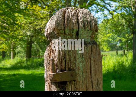 Nahaufnahme eines alten knarrigen halbverrotteten Holzpfeiles mit noch rostenden Scharnieren vor einem grünen und grünen Hintergrund Stockfoto