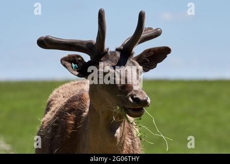 Nahaufnahme eines jungen Hirsches (Dama) mit wachsendem Geweih, der auf einer grünen Wiese grast. Stockfoto