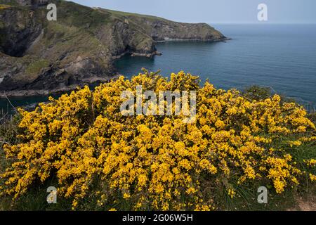 Gewöhnlicher Gorse: Ulex europaeus. Auf einer Klippe über Port Isaac, Cornwall, Großbritannien. Stockfoto