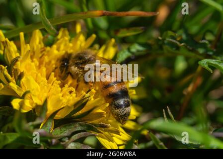 Biene im Pollen sitzt auf einem Löwingen Taraxacum officinale im Gras. Insekt bestäubt eine gelbe Blume. Makrofotografie einer Blume und einer Wespe Stockfoto