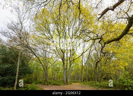 Eiche (Quercus robur) und Waldbäume mit frischem Frühlingslaub und Fußwegen in Newlands Corner, Albury, in der Nähe von Guildford, Surrey, Südostengland Stockfoto