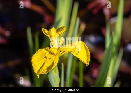 Die feucht-liebende krautige Staude Iris pseudacorus, die Wasserfahne, gelbe Fahne oder gelbe Iris, blüht im späten Frühjahr / Frühsommer Stockfoto