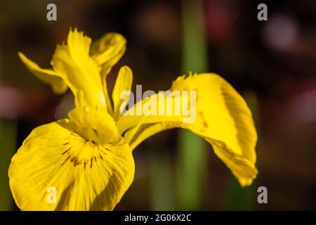 Die feucht-liebende krautige Staude Iris pseudacorus, die Wasserfahne, gelbe Fahne oder gelbe Iris, blüht im späten Frühjahr / Frühsommer Stockfoto