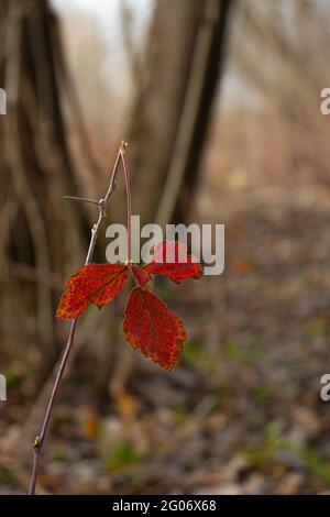 Nahaufnahme von Herbst Ahornblatt Stockfoto