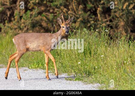 Reh Capreolus capreolus buck Männchen mit Samt bleibt auf einem kurzen Ast Geweih lange Ohren schwarze Nase weißer Kinnfleck rot braunes Fell weißer Rumpf Stockfoto