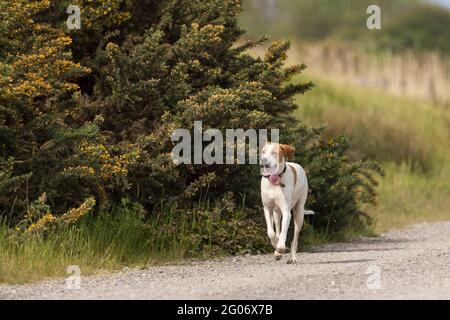 Labrador-Typ Hund läuft mit einem Fuß auf dem Schotterweg gefangen ein weißer Hund mit braunen Flecken um die Augen braune Ohren und braune Flecken auf dem Rücken Stockfoto