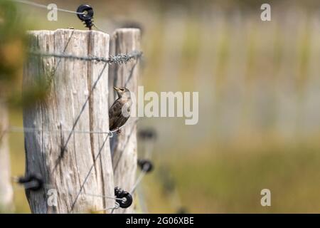 Jungstar sturnus vulgaris Maus braunes Gefieder auf Zaundraht Holzpfosten im Vordergrund ein weiterer Pfosten dahinter mit Stacheldraht und elektrischen Drähten Stockfoto