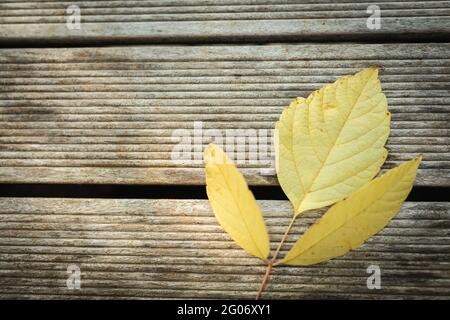 Nahaufnahme eines gelben Blattes, das auf die Holzfläche der Terrasse gefallen ist Stockfoto