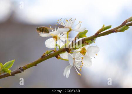 Pflaume blüht mit einer Biene auf ihnen Stockfoto