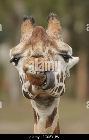 DIE NIEDERLANDE: Eine unbeeindruckt Giraffe zeigt dem Fotografen, was er im Wildlands Adventure Zoo Emmen wirklich denkt. URKOMISCHE Schnappschüsse des Moments t Stockfoto