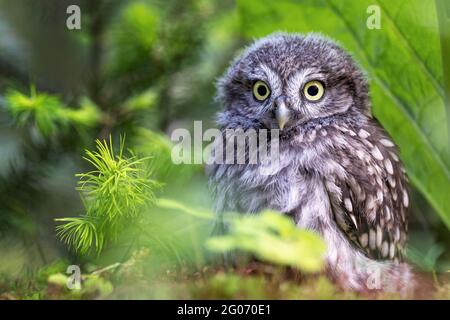 Kleine Eule sitzt im Wald versteckt unter den Zweigen. Stockfoto
